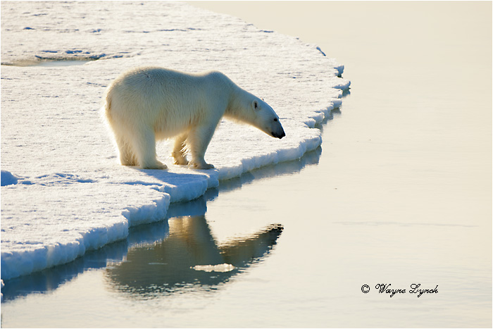 Polar Bear on Pack Ice 110 by Dr. Wayne Lynch &copy;